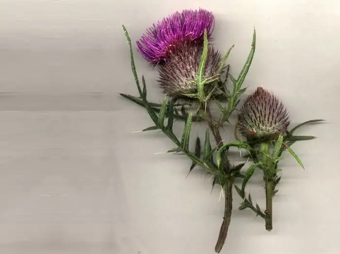 Burdock image