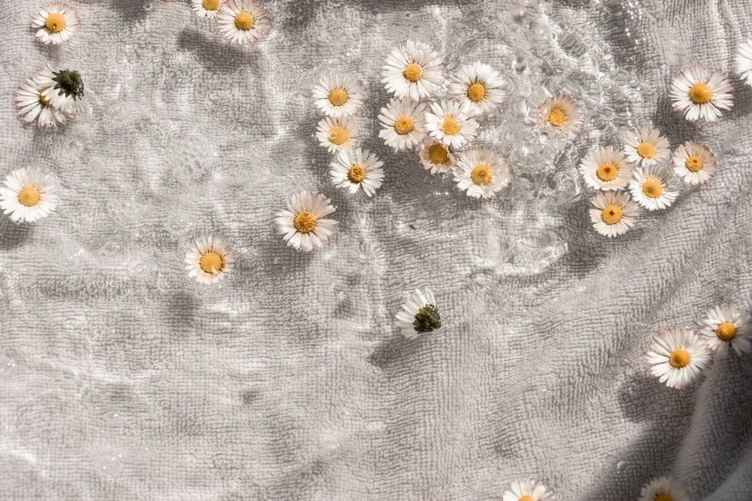 Chamomile image